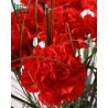 Red Carnations