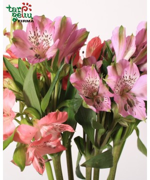 Alstroemeria