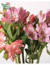 Alstroemeria